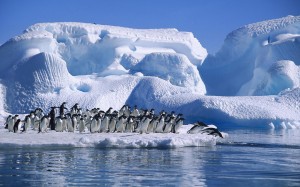 Des pingouins à Hope Bay par Angell Williams