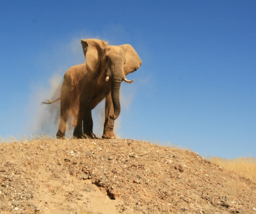 Les éléphants du désert