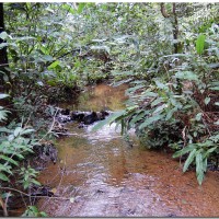 La Guyane, un bout de France en pleine forêt amazonienne